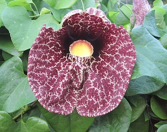 Aristolochia littoralis x 20 seeds