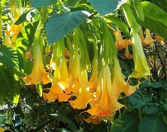Brugmansia 'Pumpkin Yellow' x 10 seeds