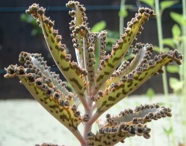 Kalanchoe daigremontiana 15 Plantlets image 2