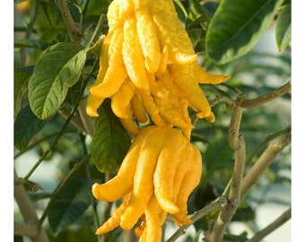 Citrus Buddhas Hand - 'Citrus medica' - 10 Samen