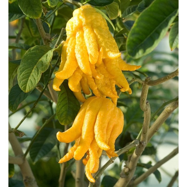 Main de Bouddha aux agrumes - 'Citrus medica' - 10 graines