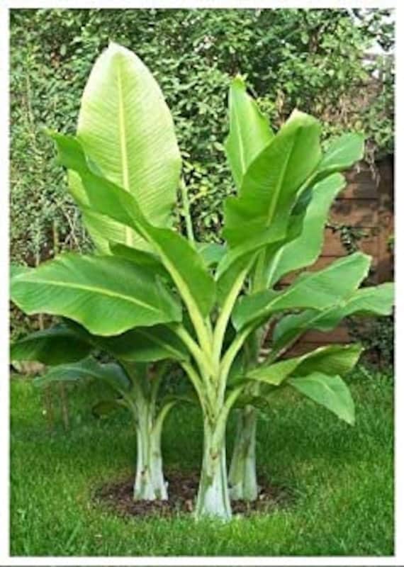 KING KONG RIESEN BANANE - Mussa Balbisiana 'Gigantea' x 10 Samen - Etsy.de