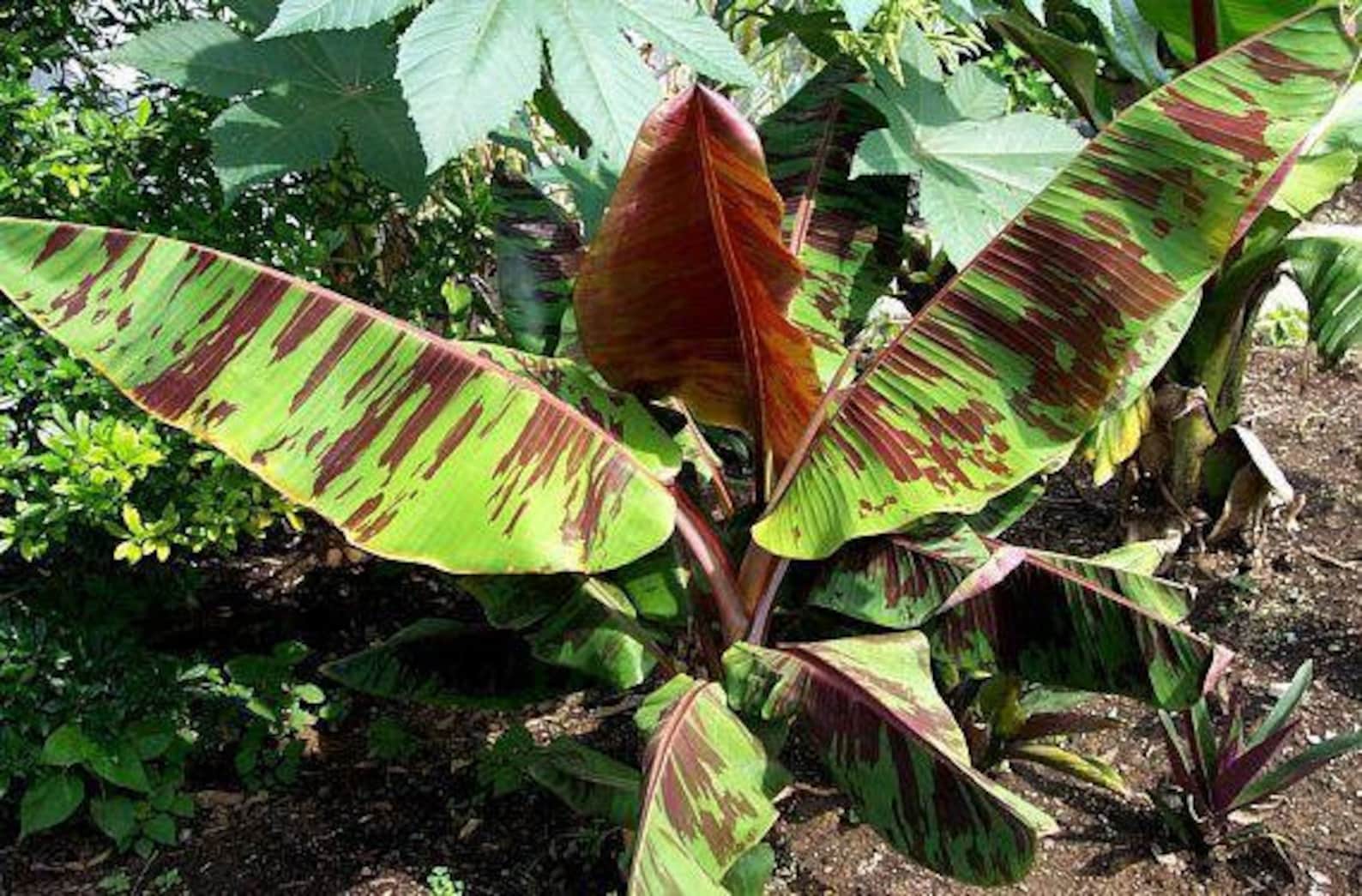 Bananen kweken en zaaien: zo doe je dat 7 Musa Sikkimensis red tiger zaden