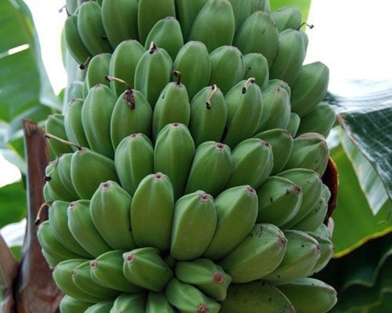 Musa sikkimensis 'Red Tiger' - 種子 10 個 - Etsy 日本