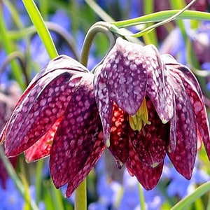 Snakeshead Fritillary 'Fritillaria meleagris' x 30 seeds