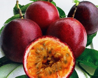 Passiflora edulis 'Gigante Rojo' - HARDY PASSIONFLOWER - 10 SEMILLAS
