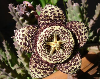 Stapelia variegata - 3 x stem cuttings