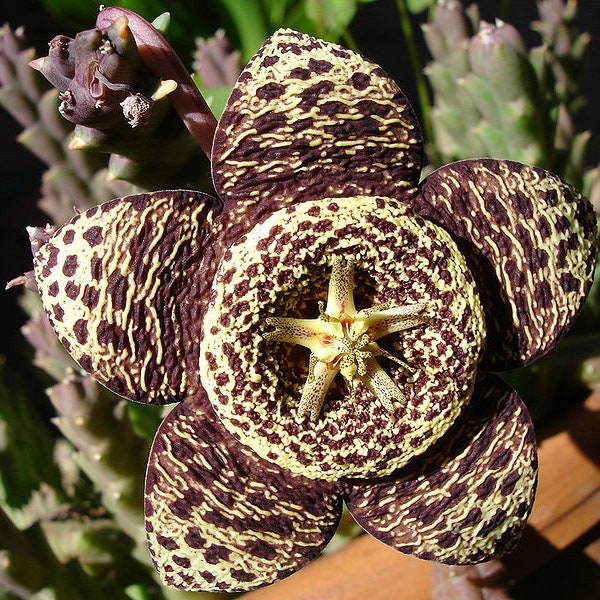 Orbea variegata (Stapelia variegata) - 3 x stem cuttings