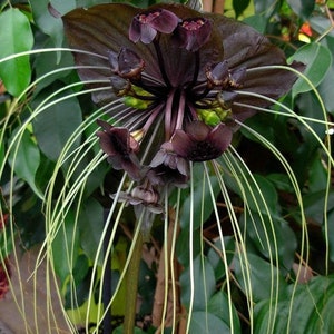 FIORE DI PIPISTRELLO NERO – Tacca chantrieri X 10 semi