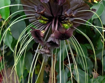 Black Bat Flower - Tacca chantrieri - Schwarze Fledermausblume - 5