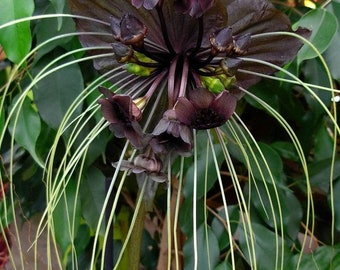 BLACK BAT FLOWER – Tacca chantrieri X 10 seeds