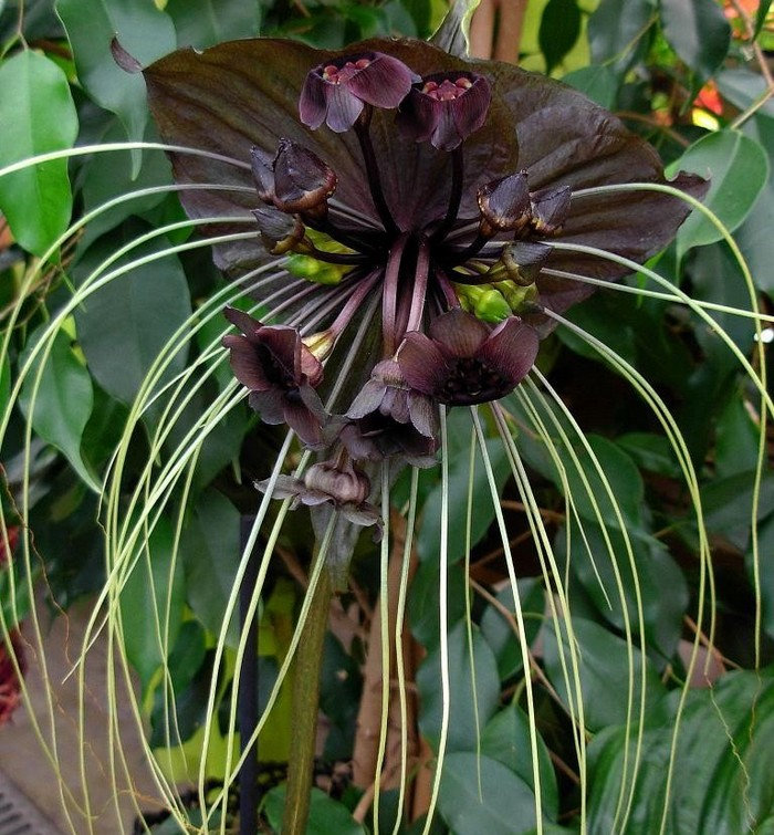 ブラックバットフラワー – Tacca chantrieri × 25 粒 - Etsy 日本