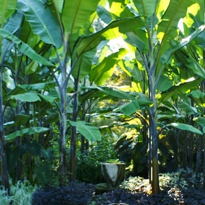 Puede incluir: Un exuberante bosque de plátanos con troncos altos y delgados y hojas grandes y anchas. Las plantas de plátano crecen en un grupo denso, creando una atmósfera tropical.