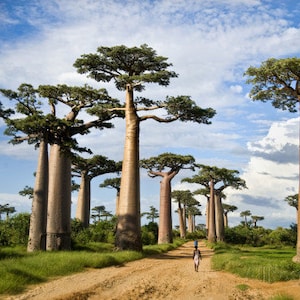 Baobabträd (Adansonia Digitata) x 10 frön