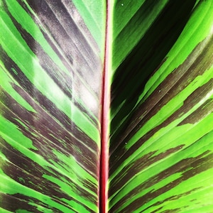Puede incluir: Primer plano de una hoja de plátano rayada de verde y negro con una vena roja que recorre el centro.