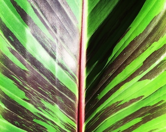 Musa sikkimensis 'Red Tiger' - 10 seeds