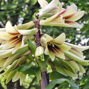 Giant Himalayan lily x 10 seeds