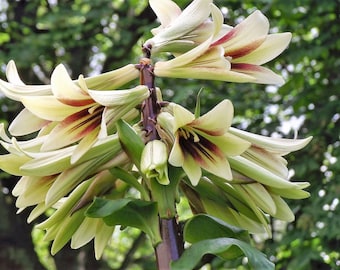 Giant Himalayan lily x 10 seeds