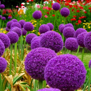 20 Allium 'Purple Sensation' seeds