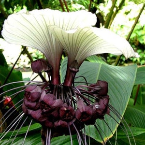 Tacca nivea &#39;White bat Flower x 10 seeds