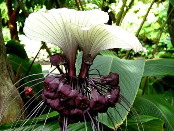 Tacca Chantrieri Samen – „Fledermausblume“, Schwarze Blüten, Exotische Zimmerpflanze