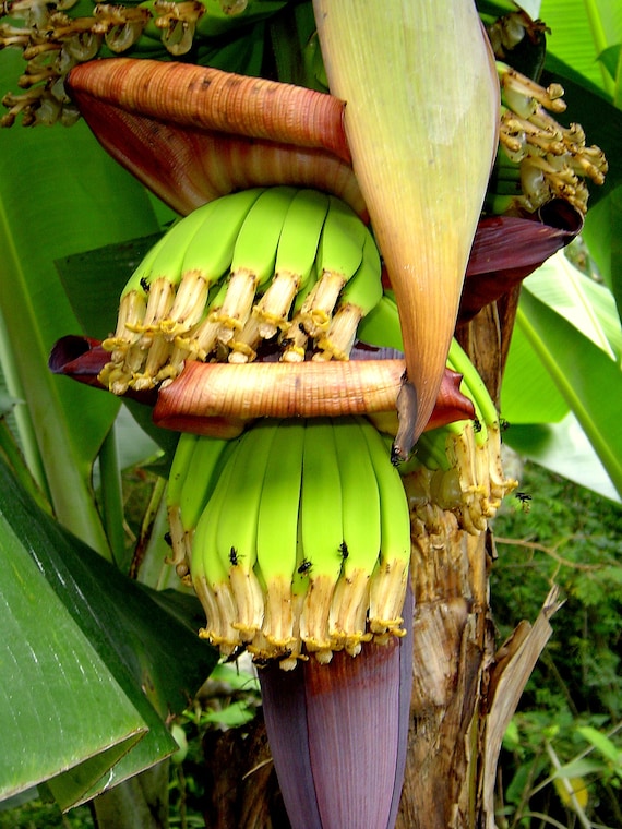 CAVENDISH BANANE 'Musa acuminata' x 10 Samen - Etsy sterreich