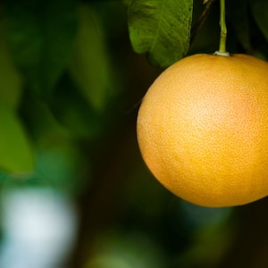 Puede incluir: Primer plano de un pomelo amarillo maduro colgando de una rama de árbol. El pomelo está rodeado de hojas verdes.