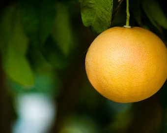 Pomelo Citrus Tree, Thai Grapefruit (Citrus maxima) - 10 Seeds