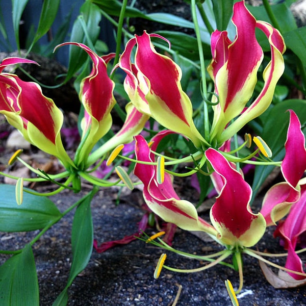 Glory Lily 'Gloriosa superba ‘Rothschildiana’ x 10 seeds