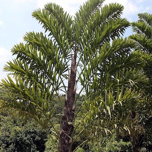 Wallichia disticha 10 seeds - DISTICHOUS FISHTAIL PALM