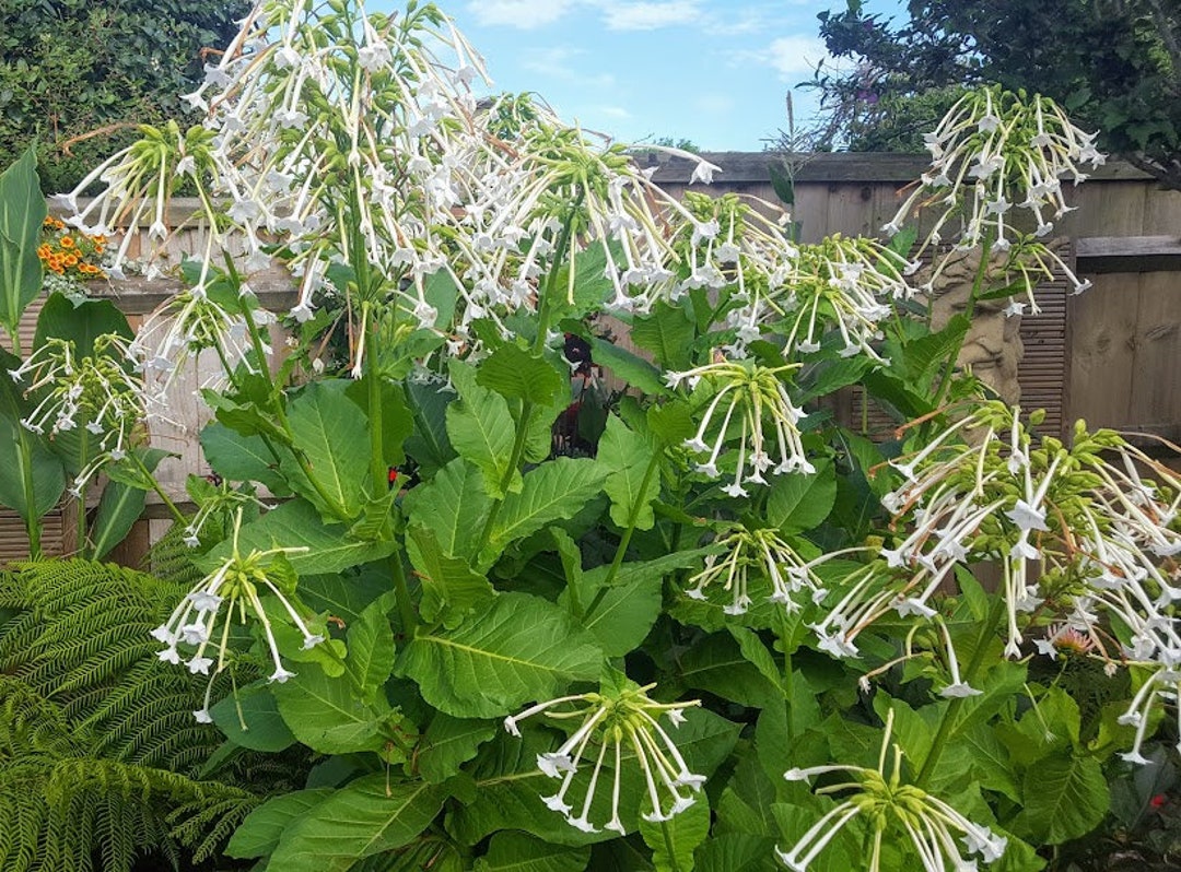 tobacco plants for sale uk TOBACCO PLANT - Nicotiana Sylvestris - 200 Seeds HIGH Germination