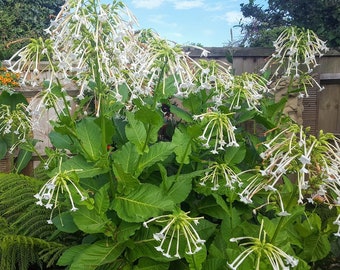 TOBACCO PLANT - Nicotiana sylvestris - 500 seeds HIGH Germination