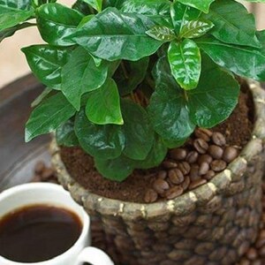 May include: A green coffee plant in a brown pot with coffee beans around the base. The plant has many dark green leaves.