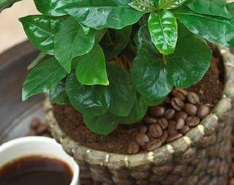 Coffee seeds (Coffea arabica) x 10 seeds