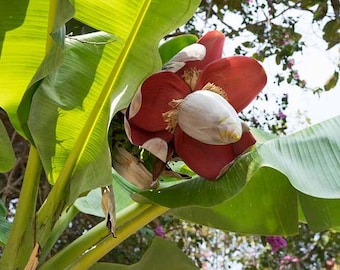 MUSA x PARADISIACA Banana - 10 Seeds