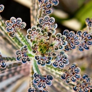 Kalanchoe delagoensis - &#39;Mother of Millions&#39; -  5 x Plantlets