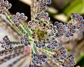 Kalanchoe delagoensis - 'Mother of Millions' -  5 x Plantlets