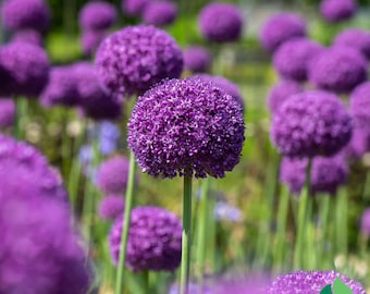 20 Allium 'Purple Sensation' seeds