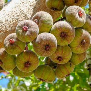 May include: A cluster of green figs growing on a tree branch. The figs are round and have a slightly bumpy texture. Some of the figs are ripe and have a reddish hue.