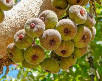 Roxburgh Fig, Broad-leaf Fig -Ficus auricula  20 Seeds