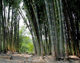 Calcutta bamboo - 'Dendrocalamus strictus' x 10 Seeds