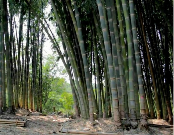 Riesenbambus 'Dendrocalamus striktus' x 10 Samen - Etsy.de