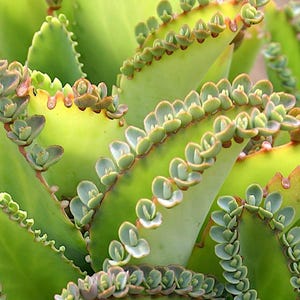 Kalanchoe pinnata (Cathedral Bells) x 5 plantlets