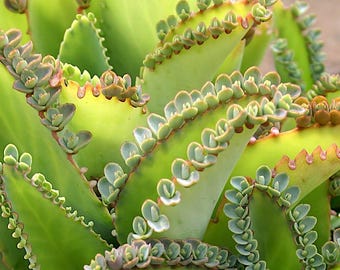 Kalanchoe pinnata (Cathedral Bells) x 5 plantlets