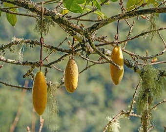 Banana Passionfruit x 10 seeds -  Passiflora tripartita var. mollissima