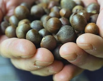 Camellia sinensis x 10 sesds- Chinese Tea Plant
