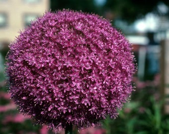 GIANT ORNAMENTAL ONION - Allium giganteum - 20 seeds