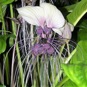 Suzu　タッカ　インテグリフォリア Suzu タッカ インテグリフォリア Tacca integrifolia - Etsy 日本