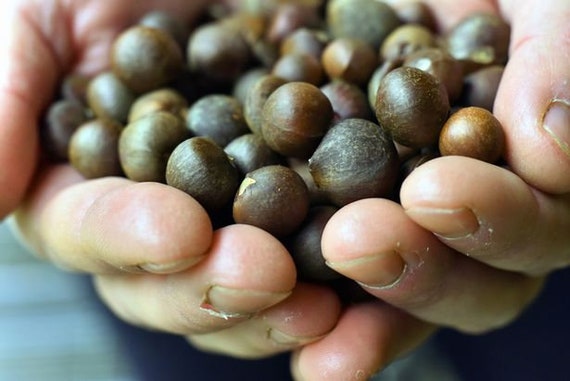 Tea Seeds - Camellia Sinensis X 10 - Etsy Finland
