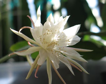 White Orchid Cactus - Epiphyllum pumilum 2 x stem cuttings